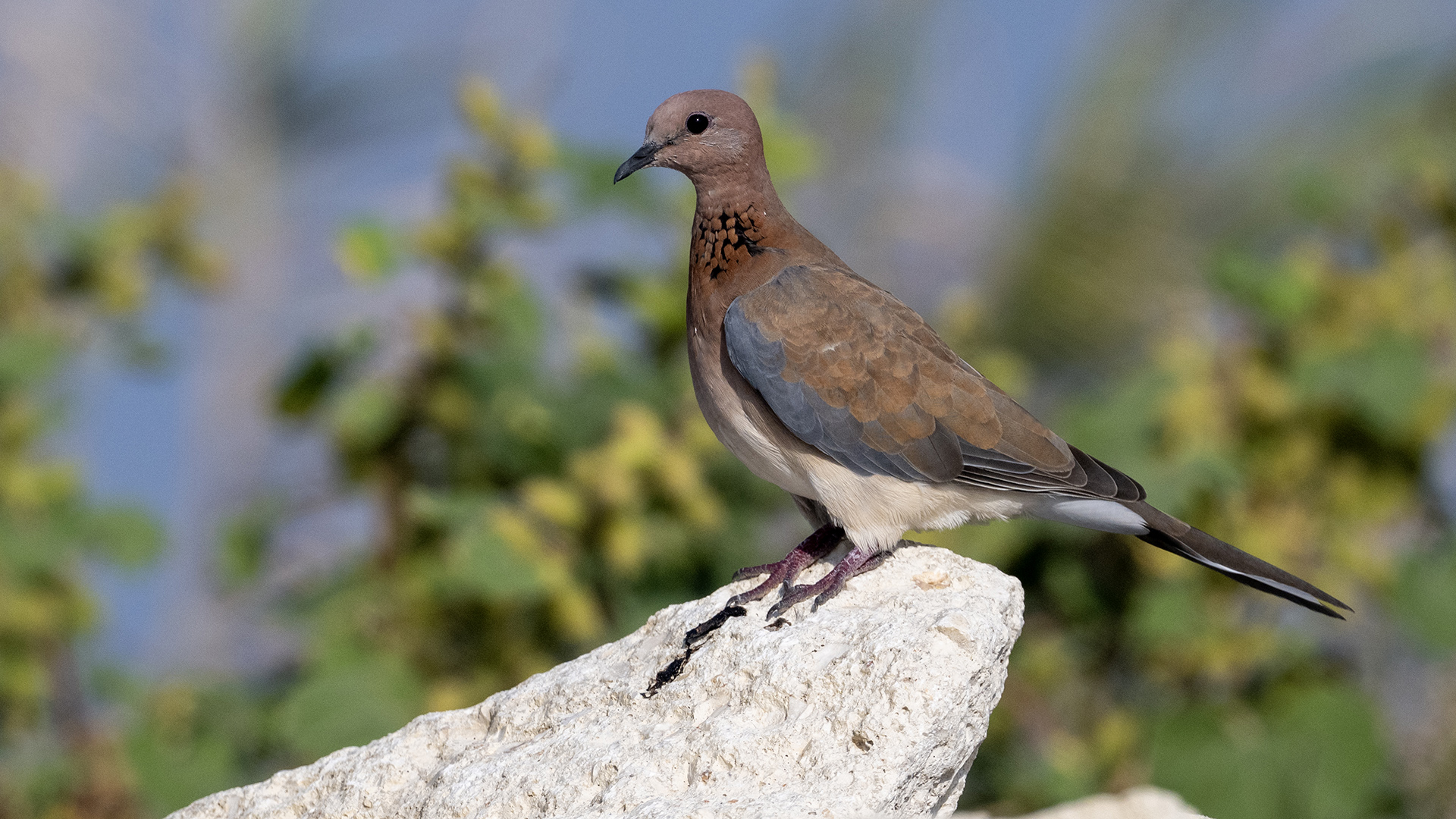 Laughing Dove